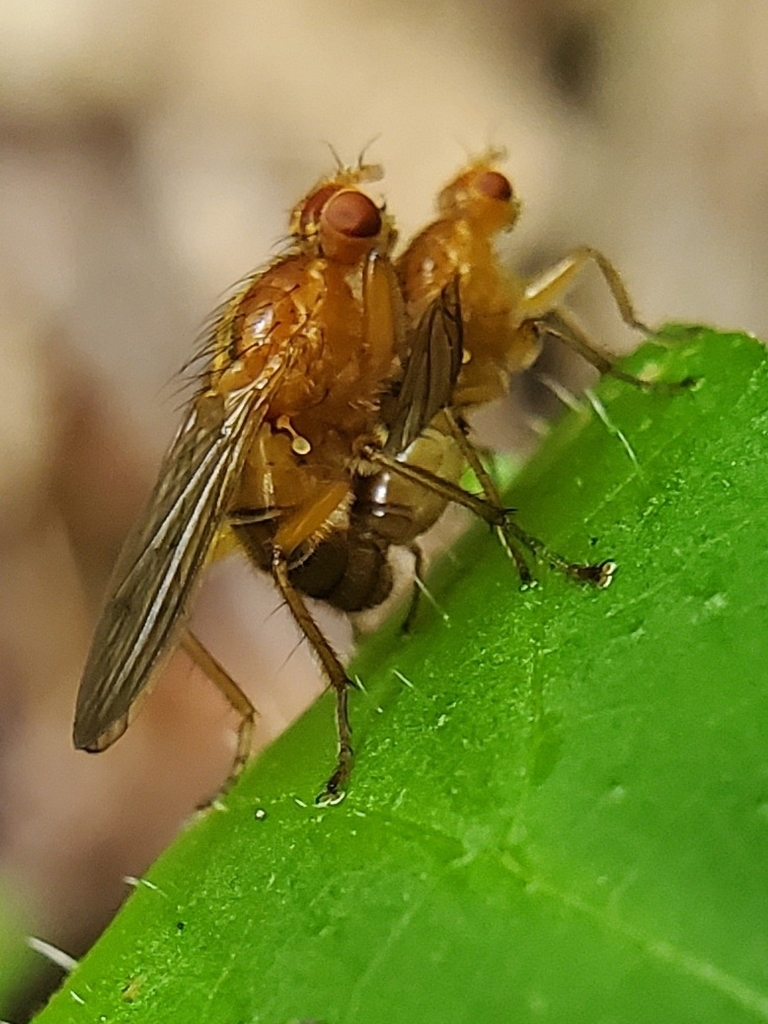 Scathophaga nigrolimbata