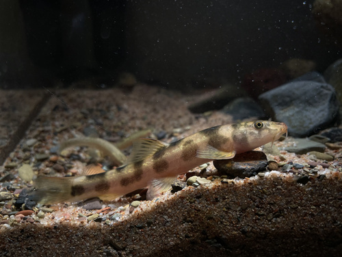 Broadband loach (Schistura latifasciata) — Nemacheilidae