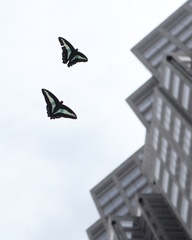 Graphium sarpedon nipponum