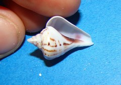 Gibberulus gibberulus