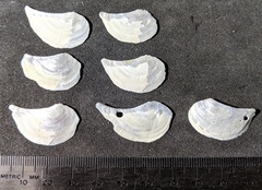 Heteroclidus punctatus