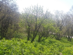 Sambucus kamtschatica