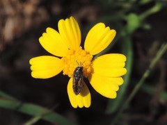 Acmaeodera neglecta