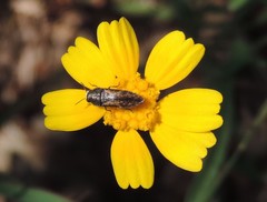 Acmaeodera neglecta
