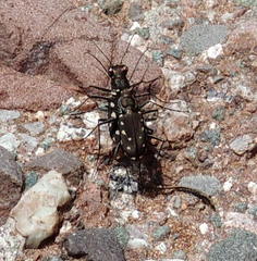 Cicindela sedecimpunctata