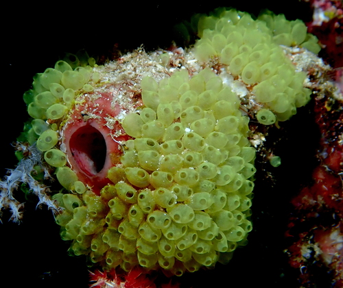 Perophora modificata