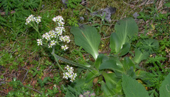 Micranthes hitchcockiana