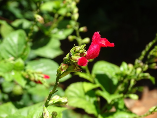 Image of Salvia miniata by (c) Alexis López Hernández, some rights reserved (CC BY)