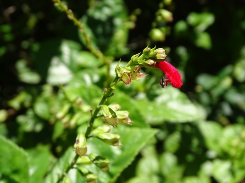 Image of Salvia miniata by (c) Alexis López Hernández, some rights reserved (CC BY)
