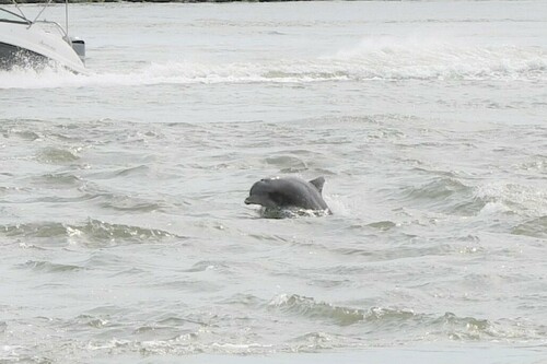 Tamanend's Bottlenose Dolphin photographed in Delaware