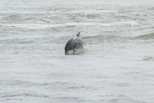 Tamanend's Bottlenose Dolphin photographed in Delaware