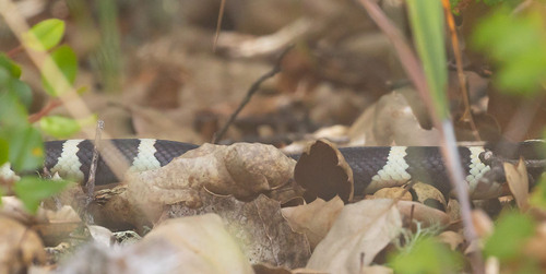 iNaturalist observation photo of California King Snake