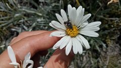 Heliothela aterrima