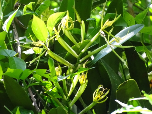 Image of Epidendrum ciliare by (c) Alexis López Hernández, some rights reserved (CC BY)