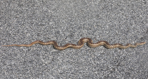 iNaturalist observation photo of Gopher Snake