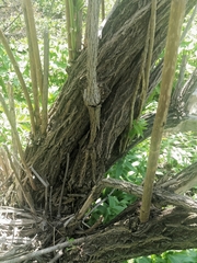 Sambucus kamtschatica