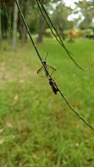 Lasioglossum peraustrale