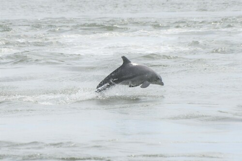 Tamanend's Bottlenose Dolphin photographed in Delaware