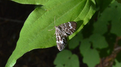 Trichodezia californiata