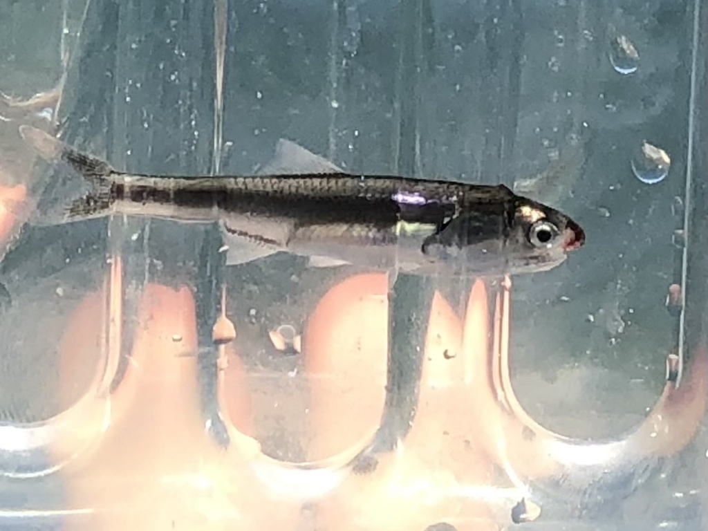 Anchovy (Cetengraulis mysticetus) — Engraulidae