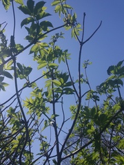 Sambucus kamtschatica