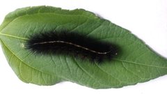 Ardices curvata