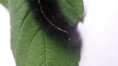 Ardices curvata