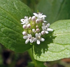 Plectritis congesta brachystemon