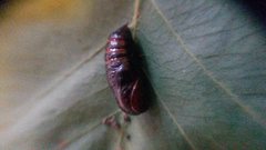 Ardices curvata