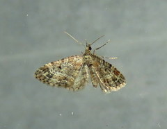 Eupithecia rotundopuncta