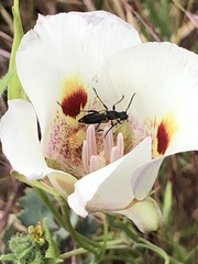 Lepturini