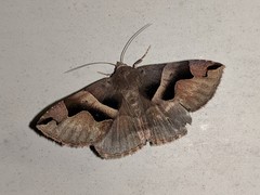 Gondysia