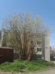 Salix pulchra