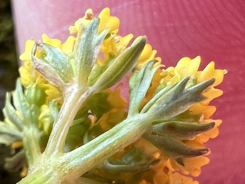 Baker's Alpineparsley (Cymopterus bakeri)