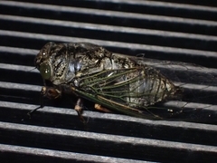 高砂熊蟬