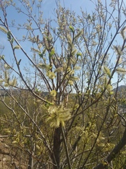 Salix pulchra