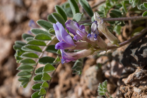 violet milkvetch (Astragalus iodopetalus)