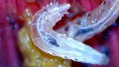 Drosophilidae