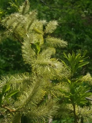 Salix pulchra