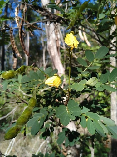 Senna gaudichaudii