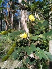 Senna gaudichaudii