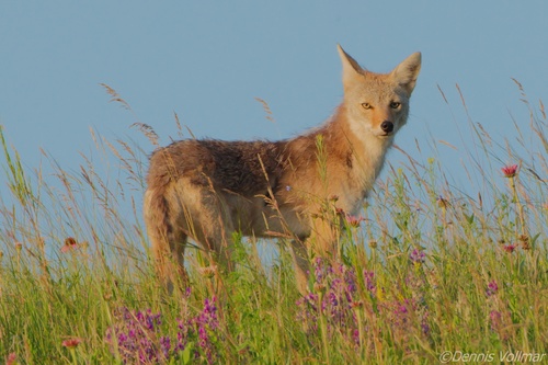 Coyote photographed in North Dakota