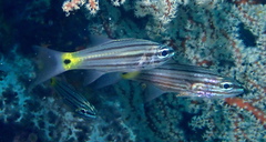 Cheilodipterus artus