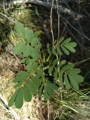 Senna gaudichaudii