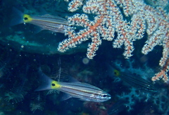 Cheilodipterus artus