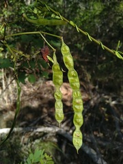 Senna gaudichaudii
