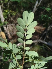 Senna gaudichaudii