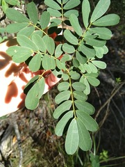 Senna gaudichaudii