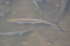 Hemiculter leucisculus