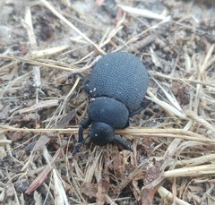 Pachyscelis rotundata